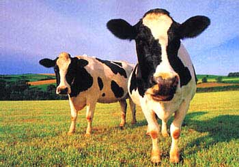 Alergia a la leche de vaca